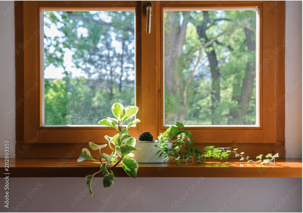 davanzale con fiori su finestra in legno