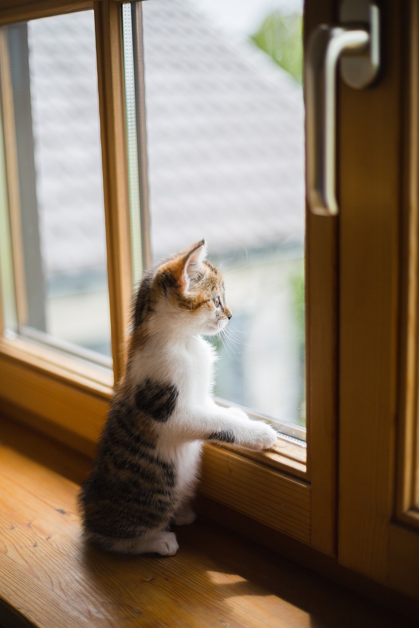 gatto sul davanzale che guarda attraverso una finestra in legno alluminio